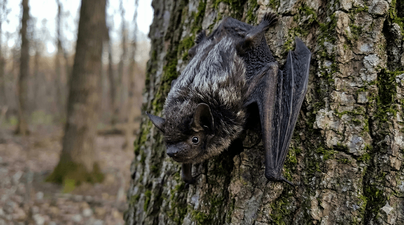Silver-haired Bat